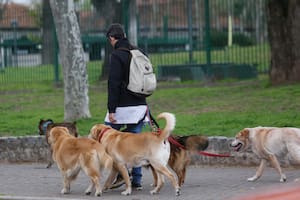 Cuáles son los barrios con más reclamos por caca de perro en las veredas