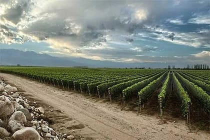 Paseo y degustación en las bodegas mendocinas, una de las propuestas oficiales para alentar el turismo en la provincia