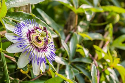Pasiflora
