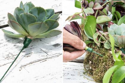 Pasos 3 y 4: A las rosetas de suculentas, ponerle un alambre envuelto en cinta de floristería para tapar el alambre y así dejar un falso tallo para introducir en el flota-flota. Alternar las rosetas de suculentas y follajes hasta completar la corona.
