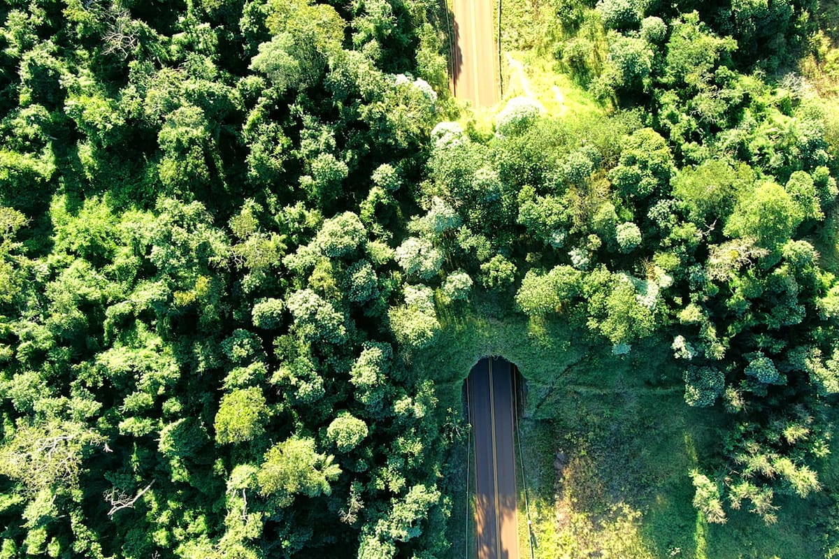 Pasos de fauna; Diego Varela; PN Iguazú; Yaguareté; Sociedad; Misiones;