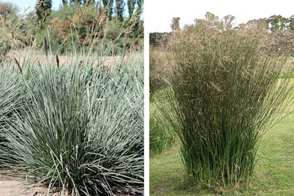 Paspalum haumanii y Panicum antidotale, dos gramíneas que aportan semillas