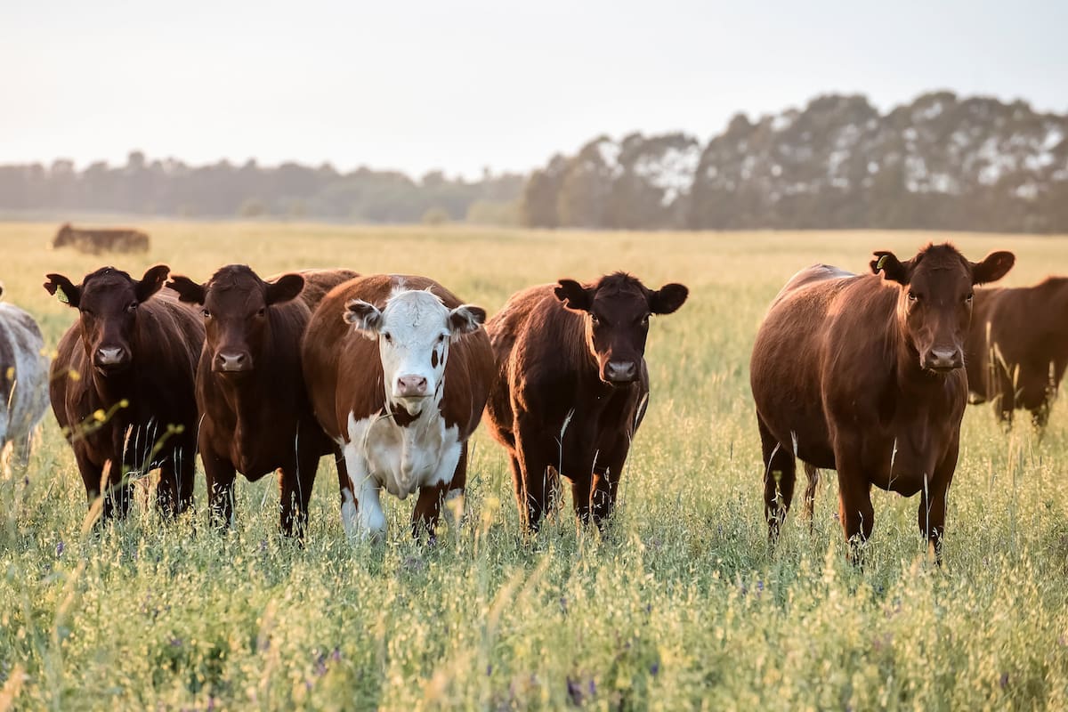 pasto 2019
pasto 2019 pasto Cows at sunset in La Pampa Argentina vaca vacas