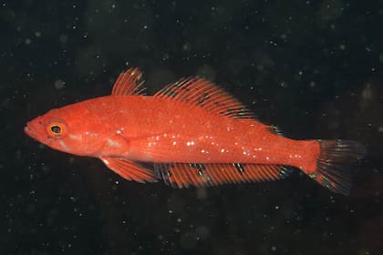 Patagonotothen squamiceps, una especie bentónica común observada en la excursión