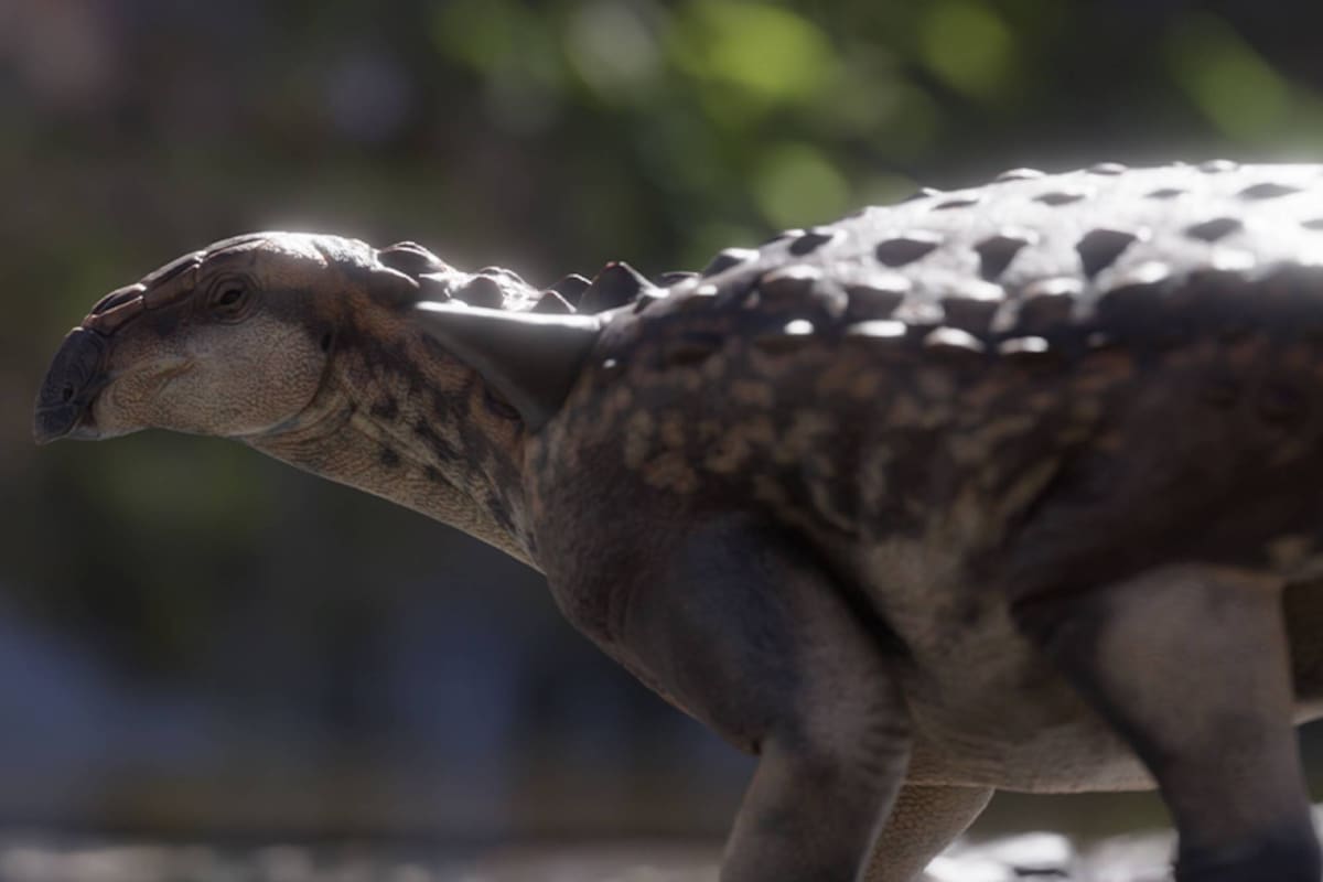 Patagopelta cristata, el ejemplar de anquilosaurio que vivió en la Patagonia argentina hace 70 millones de años