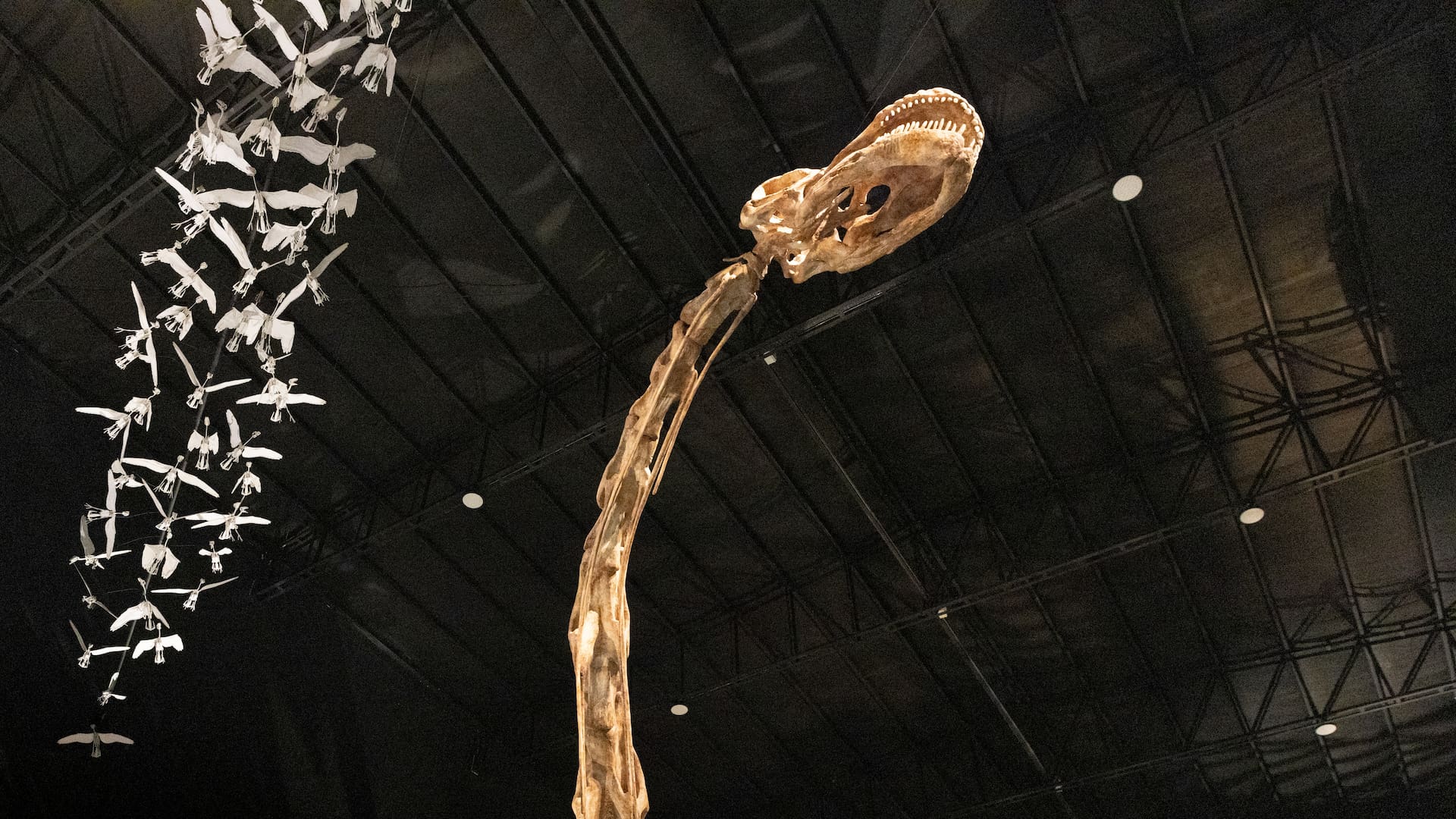Patagotitan en el MEF