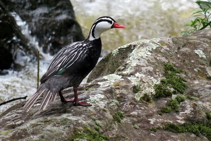 Pato de Torrente, habita los ríos y arroyos de la cordillera de os andes, desde Jujuy hasta Tierra del Fuego.