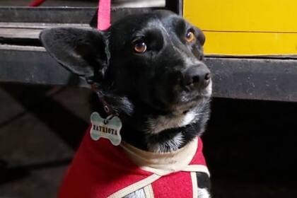 Patriota es un perro de San Luis del Palmar, Corrientes, que aúlla al ritmo de diferentes canciones (Facebook)