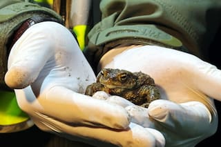 "Patrulla de ranas" ayuda a los anfibios a cruzar un peligroso camino en Polonia