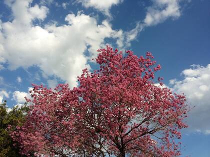 Pau d’arco, también conocido como lapacho, es un árbol originario de América Central y del Sur, cuya flores son rosadas