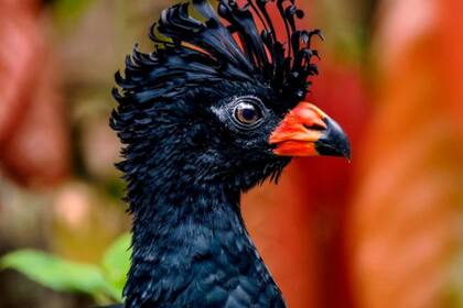 Paujil piquirrojo (‘Crax blumenbachii’). En los últimos 40 años se reprodujeron cientos de individuos en cautiverio