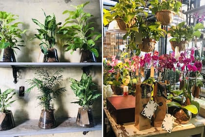 Paul French Gallery, un clásico del Soho palermitano, es un multipaseo que integra vivero, florería, vinos, té, decoración y café.