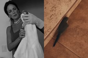 Paula Chaves rescató a una cotorra y lanzó un duro comentario en las redes
