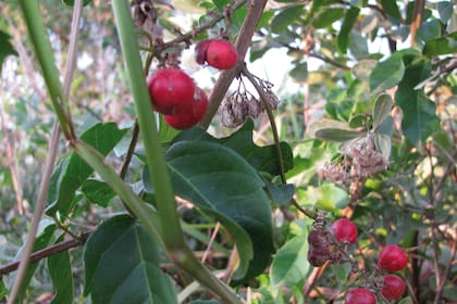 Paullinia elegans.