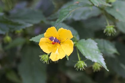 Pavonia sepium es el hogar de la chinche tricolor, que a su vez atrae aves depredadoras al jardín