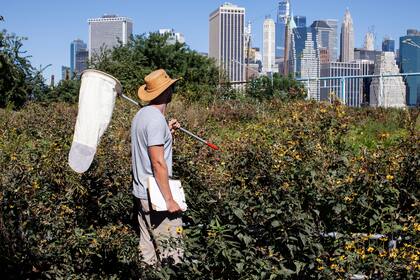 Pawel Pieluszyński, un jardinero del Brooklyn Bridge Park de Nueva York, en una tarea de reconocimiento de mariposas