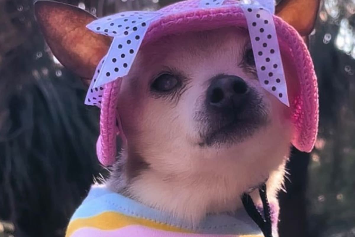 Pebbles era el perro certificado como más longevo del mundo y falleció este 3 de octubre