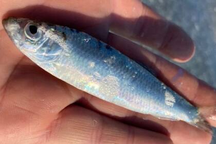 Un gran número de espadines, miembros de la familia de las sardinas, fueron vistos en las playas de Barmouth