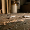 Pececillos de plata: qué son y cómo eliminarlos de casa