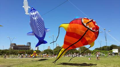 Peces, ballenas, medusas y otros animales marinos de los barriletes más habituales