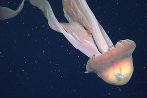 Peces juveniles (Centrolophus sp.) nadan alrededor de la campana de una Stygiomedusa gigantea, comúnmente conocida como la medusa fantasma gigante