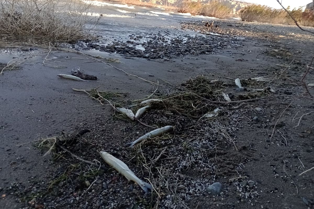 Peces muertos en el dique Cuesta del Viento, en San Juan