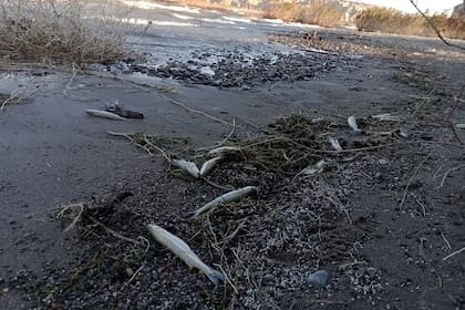Peces muertos en el dique Cuesta del Viento, en San Juan