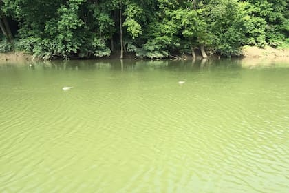 Peces muertos en la zona del río Ohio donde se derramó el Whisky