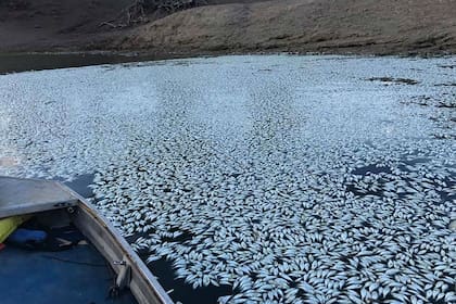 Peces muertos por la sequía en Menindee, Australia