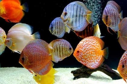 Peces que son nativos del Amazonas como el acará-disco han sido expuestos a variaciones genéticas en Asia que no se pueden encontrar en Brasil