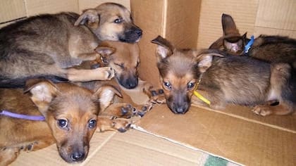 Pedrito (con cinta amarilla) y sus hermanos. Los abandonaron en una caja de cartón.