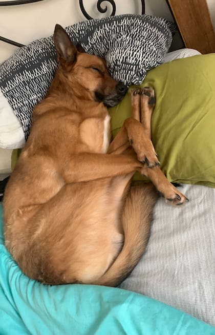 Pedrito descansa luego de su jornada laboral.