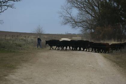 Pedro cuida a sus vacas