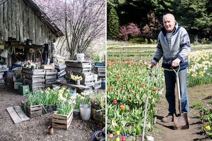 Pedro Smekal maneja su cultivo prácticamente solo. Ya empezó a introducir muscaris, peonías y narcisos para tener una mayor oferta de bulbos.
