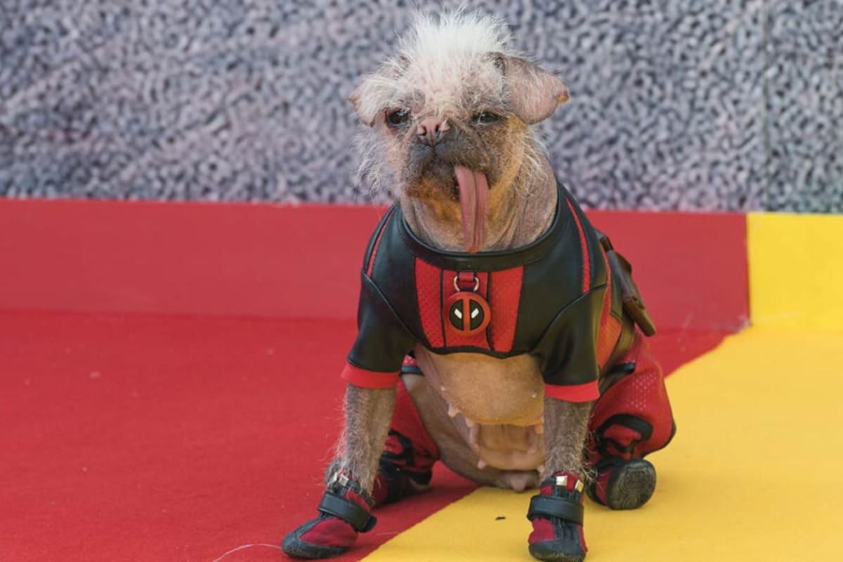 Peggy fue nominada al FIDO Award, premio considerado como el "Oscar canino"