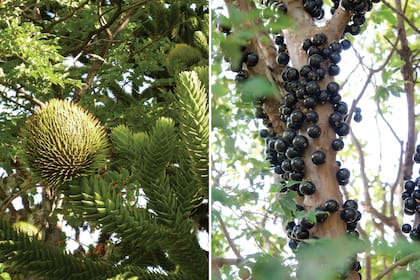 Pehuén (izquierda): su fruto encierra piñones con la que se elabora una sabrosa harina. Jaboticaba (derecha): sus frutos se consumen frescos y contienen muchas propiedades medicinales.