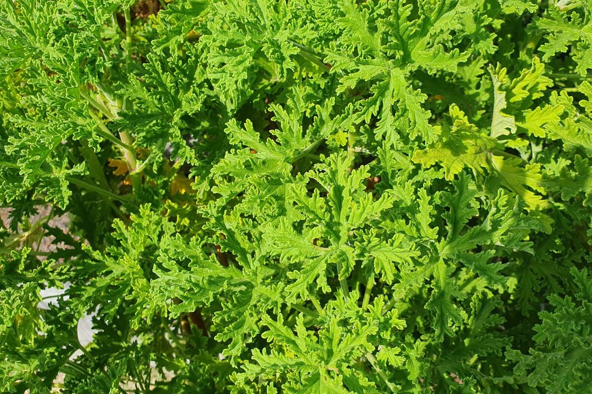 Pelargonium graveolens