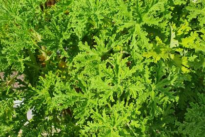 Pelargonium graveolens