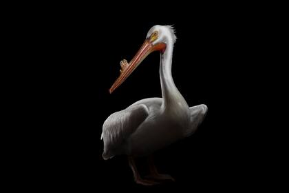 Su primer retrato para el proyecto Ex Situ fue en el Pelican Harbor Seabird Station, en Miami, de un pelícano que se había tragado un anzuelo