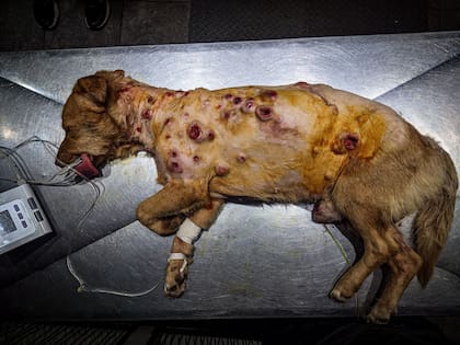 Pelusa fue diagnosticado con TVT, un tipo de cáncer que, en su caso, se manifestó con úlceras en su cuerpo.