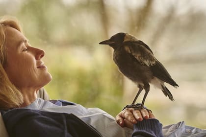 Penguin Bloom, la conmovedora historia entre una mujer y un ave que es furor en Netflix