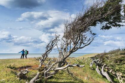 Península Mitre: Mar, verde y árboles bandera, ejemplares que expanden sus ramas hacia un lado por la fuerza del viento.
