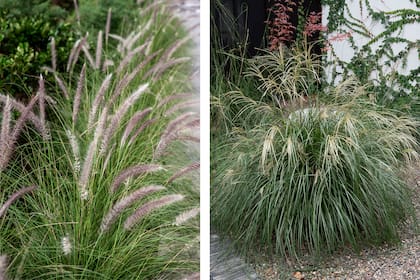 Pennisetum alopecuroides 'Moudry'- y Miscanthus sinensis ‘Adagio’