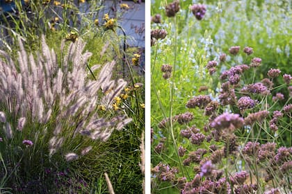 Pennisetum 'Moudry' (ahora Cenchrus) y Verbena, dos especies que delimitan espacios sin acorralarlos