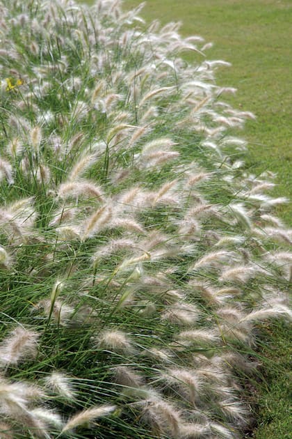 Pennisetum villosum, una gramínea muy resistente que se adapta a suelos de mala calidad