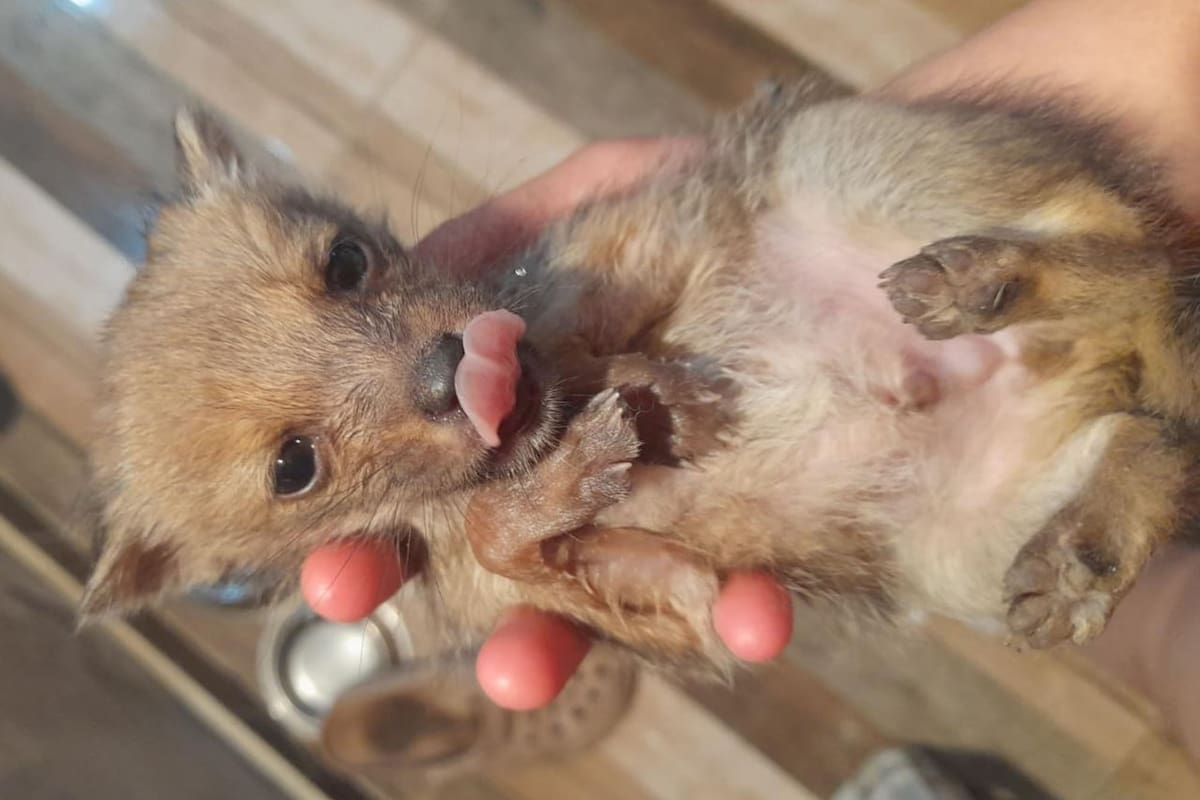 Pensaron que era un perro