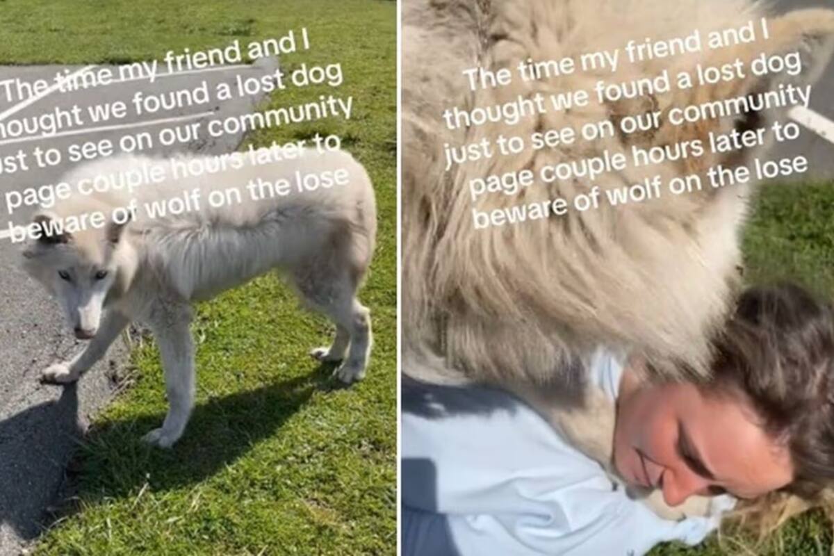 Pensaron que era un perro siberiano, pero era un lobo; no se dieron cuenta y hasta jugaron con el animal