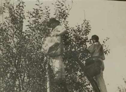 Peones cosechando manzanas en La California Argentina