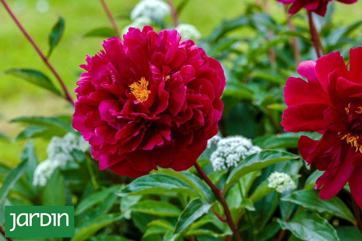 Peonía ‘Karl Rosenfield’, híbrido herbáceo de Paeonia lactiflora, destacada por sus flores rojo carmín