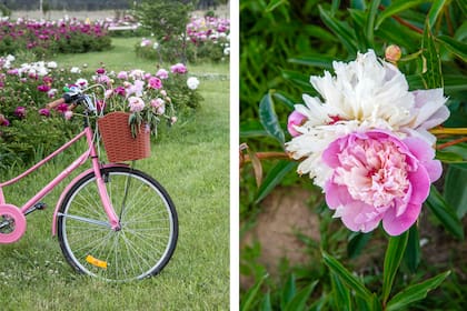 Peonia lactiflora ´Gardenia´